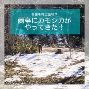 幸運を呼ぶ動物 カモシカがやってきた 新着情報 公式 奥州秋保温泉 蘭亭 仙台の奥座敷 秋保温泉